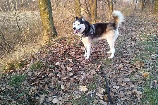 Pies rasy husky,  małopolskie Brzeszcze, Brzeszcze