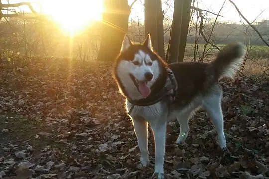 Pies rasy husky,  małopolskie Brzeszcze, Brzeszcze