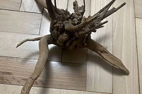 korzeń do terrarium