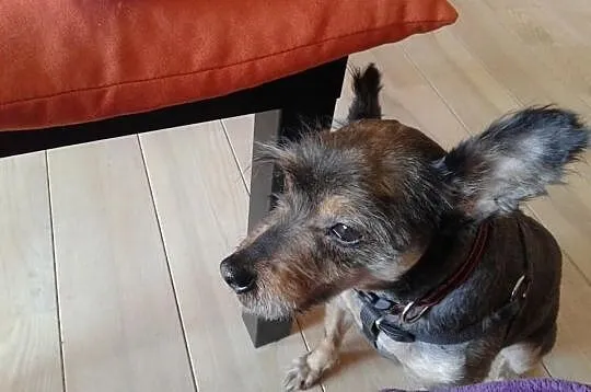Pyza - sznaucerka mini szuka domu!