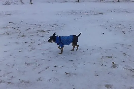 Pyza - sznaucerka mini szuka domu!