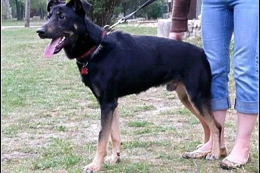 Pharell - 2 letni, spory pies do adopcji.,  mazowi