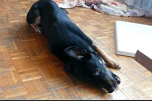 Pharell - 2 letni, spory pies do adopcji.,  mazowi