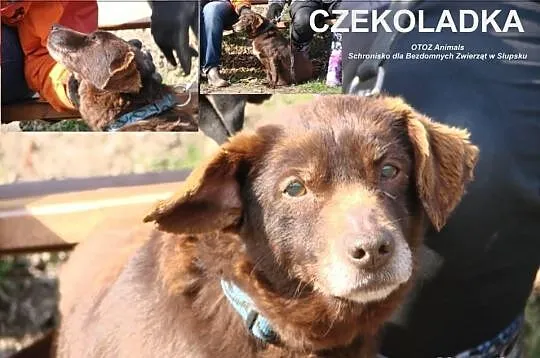 Nie pozwólmy by płomyczek CZEKOLADKI zgasł