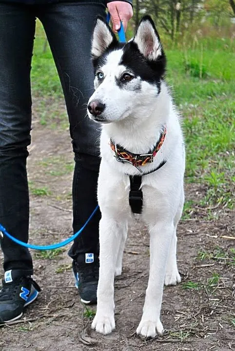 Tania, wesoła, wychowana w domu suczka HUSKY adopc