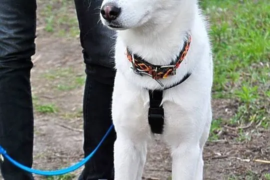 Tania, wesoła, wychowana w domu suczka HUSKY adopc