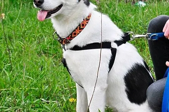 Tania, wesoła, wychowana w domu suczka HUSKY adopc