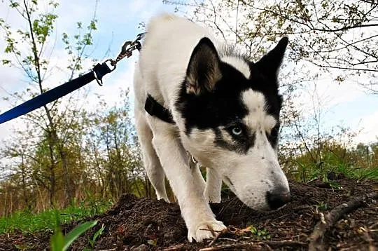 Tania, wesoła, wychowana w domu suczka HUSKY adopc