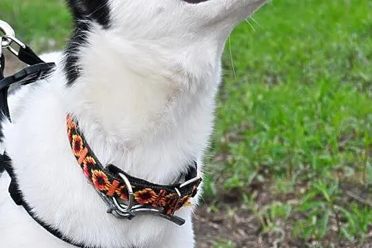 Tania, wesoła, wychowana w domu suczka HUSKY adopc