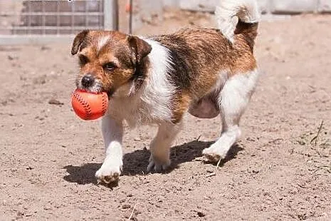 Roksi do adopcji,  śląskie Częstochowa