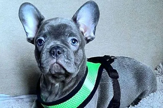 Buldog francuski sunia mega blue