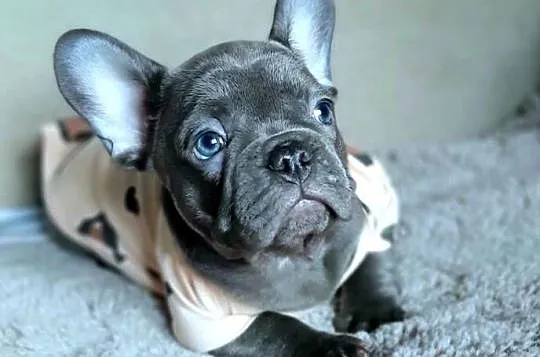 Buldog francuski sunia mega blue, Łódzkie, Pabianice