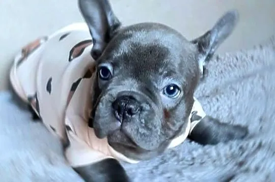 Buldog francuski sunia mega blue, Łódzkie, Pabianice