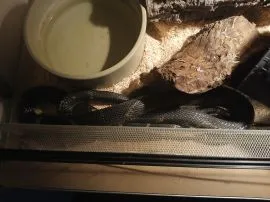[Warszawa] Sprzedam węża amurskiego z terrarium 120/60/50