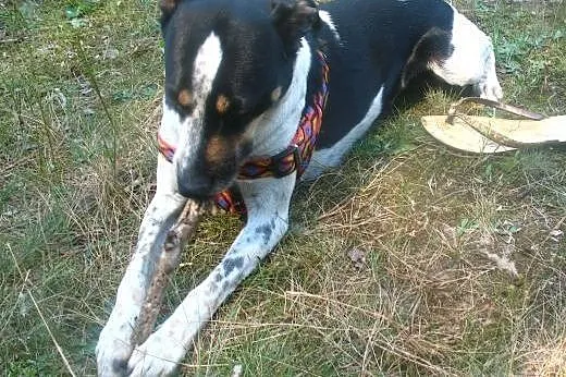 Kora dropiasta pocieszka,  mazowieckie Warszawa