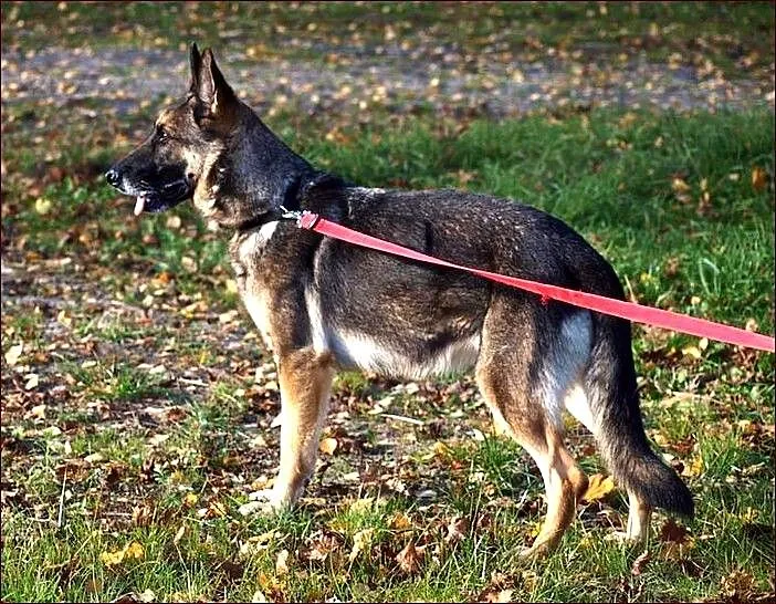 Dora - przecudna owczareczka :)