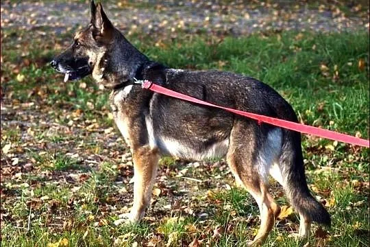 Dora - przecudna owczareczka :)