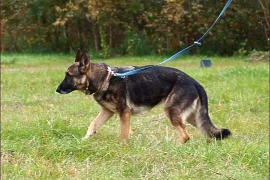 Dora - przecudna owczareczka :)