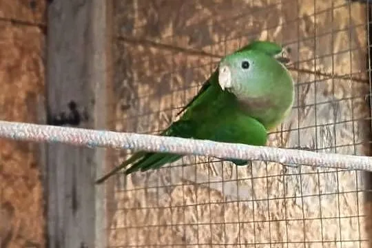 Barabanda