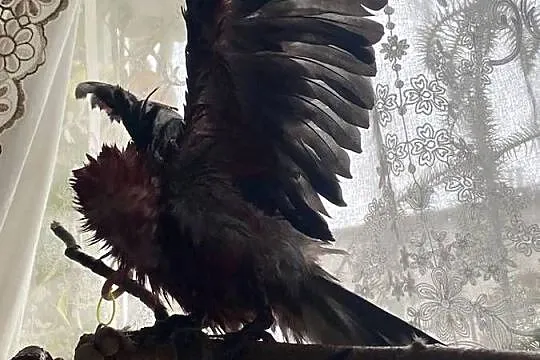 Kakadu różowe 3 miesieczny, Śląskie, Wojkowice