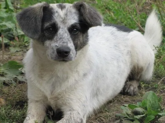 Alvin - 3 tysiące dni w schronisku, POMOCY!  Serce roztrzaskane na milion kawałków- od szczeniaka w, , Warszawa