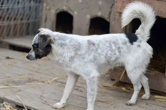 Alvin - 3 tysiące dni w schronisku, POMOCY!  Serce roztrzaskane na milion kawałków- od szczeniaka w, , Warszawa