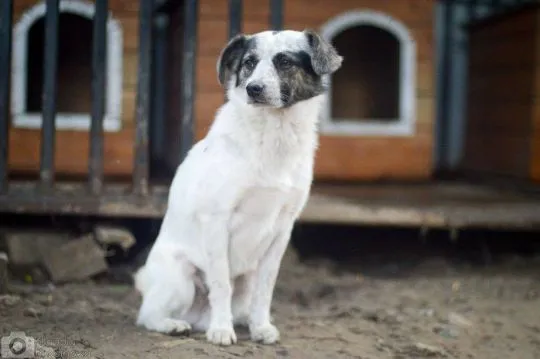 Alvin - 3 tysiące dni w schronisku, POMOCY!  Serce roztrzaskane na milion kawałków- od szczeniaka w, , Warszawa