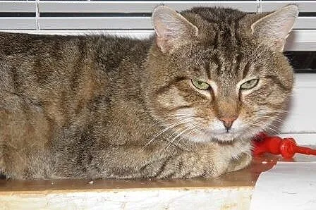 Wyjątkowy Beryl szuka wyjątkowego domu!,  mazowiec