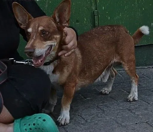 CORGI mały psiak szuka swojej kanapy!!!, śląskie