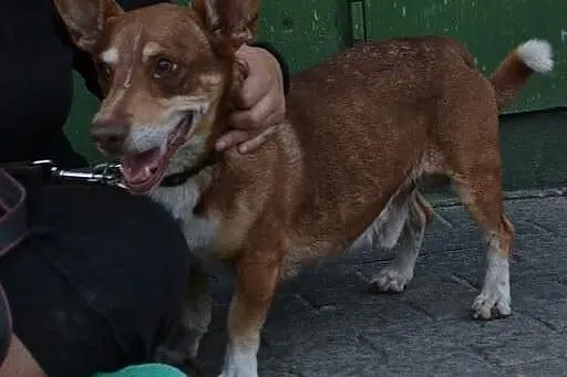 CORGI mały psiak szuka swojej kanapy!!!, śląskie Katowice