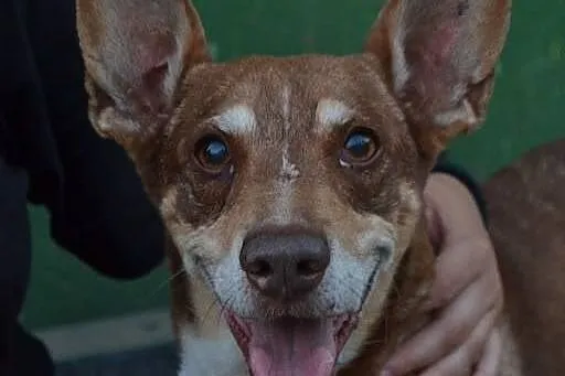 CORGI mały psiak szuka swojej kanapy!!!,  śląskie 