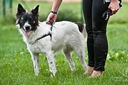 Psiak Paco najlepszy przyjaciel szuka Człowieka! ,