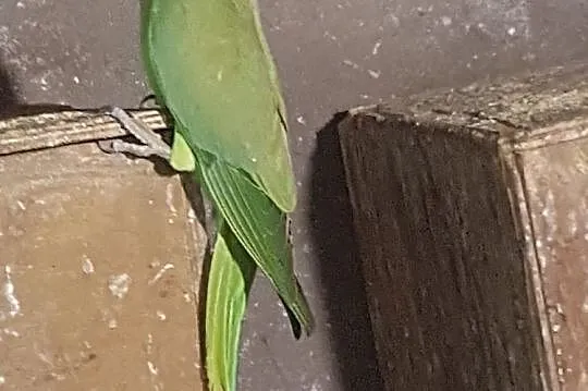 Papugi aleksandretta, Nowy Sącz