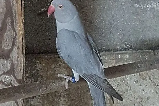 Papugi aleksandretta, Nowy Sącz