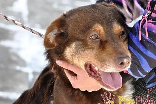 CATBURY-super fajny, wesoły, radosny, energiczny młody psiak-adopcja, Małopolskie, Kraków