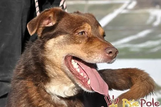 CATBURY-super fajny, wesoły, radosny, energiczny młody psiak-adopcja, Małopolskie, Kraków