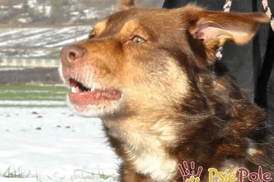 CATBURY-super fajny, wesoły, radosny, energiczny młody psiak-adopcja, Małopolskie, Kraków