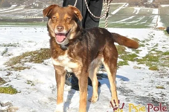 CATBURY-super fajny, wesoły, radosny, energiczny młody psiak-adopcja, Małopolskie, Kraków
