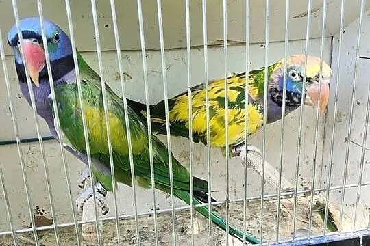 Aleksandretty chińskie młode po szekach, rozelle szek, Śląskie, Rybnik