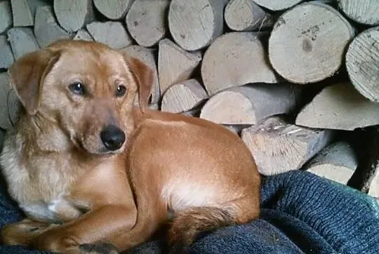 Młody pies pilnie szuka domu!