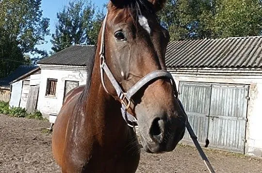 Na sprzedaż 3-letni ogier !! World Diego La Silla K, , 