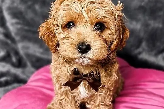 Maltipoo szczeniaki Warszawa