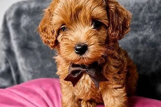 Maltipoo szczeniaki Warszawa, Mazowieckie, Warszawa