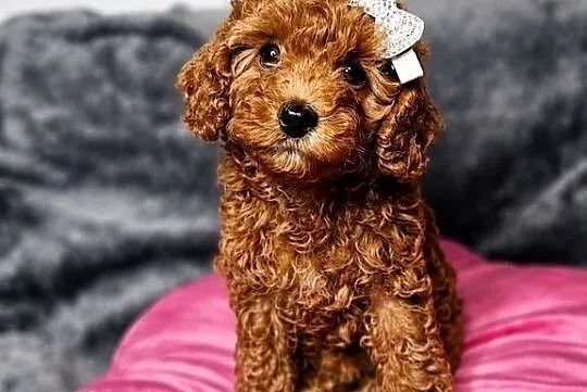 Maltipoo szczeniaki Warszawa, Mazowieckie, Warszawa