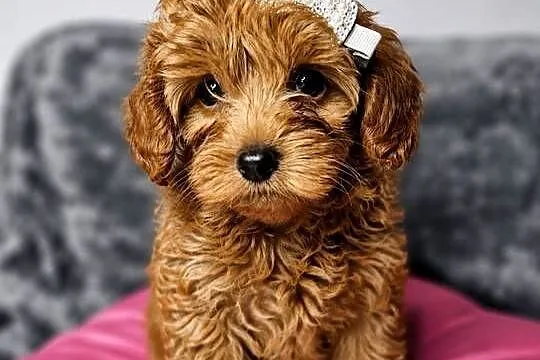 Maltipoo szczeniaki Warszawa, Mazowieckie, Warszawa