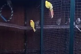 Księżniczki Wspaniałe Walii Różne Kolory