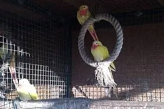 Księżniczki Wspaniałe Walii Różne Kolory, Śląskie, Kłobuck