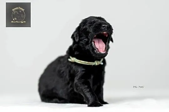 Flat Coated Retriever - domowa hodowla FCI
