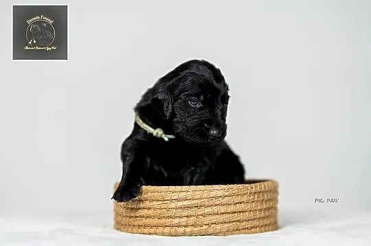 Flat Coated Retriever - domowa hodowla FCI, Mazowieckie, Kiełpin