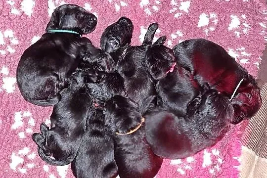 Flat Coated Retriever - domowa hodowla FCI, Mazowieckie, Kiełpin